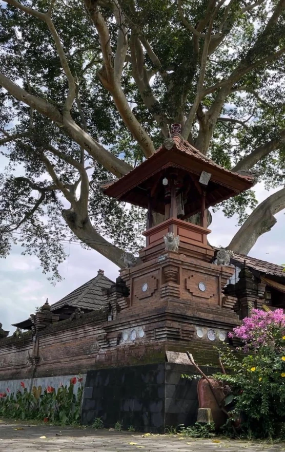 OBJEK WISATA KAYU PUTIH ( BAYAN ANCIENT TREE)